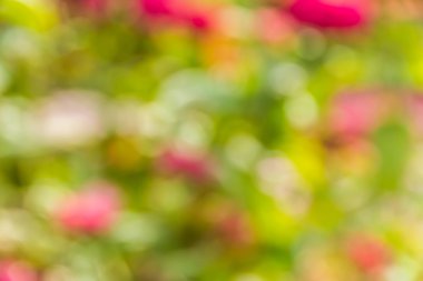 Soyut bokeh ve bulanık renkli doğa arka plan 