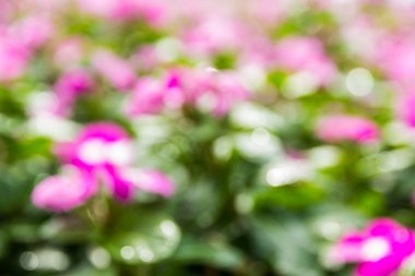 Soyut bokeh ve bulanık renkli doğa arka plan 