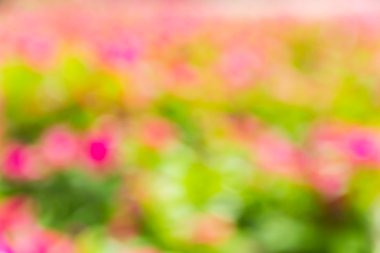 Soyut bokeh ve bulanık renkli doğa arka plan 
