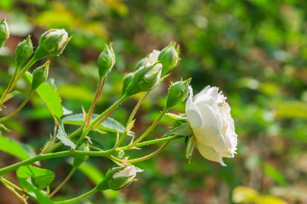 White Roses on a bush — Stock Photo, Image