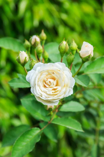 Roses blanches sur un buisson — Photo
