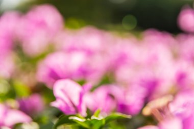 Soyut bokeh ve bulanık renkli doğa arka plan 