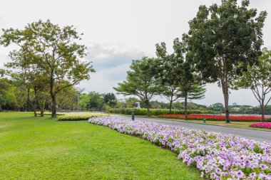 Ağaçlı ve otlu park
