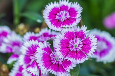 Dianthus Chinensis Flowers  clipart