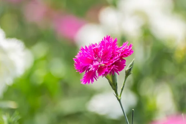 Dianthus Chinensis Flowers — Stock Photo, Image