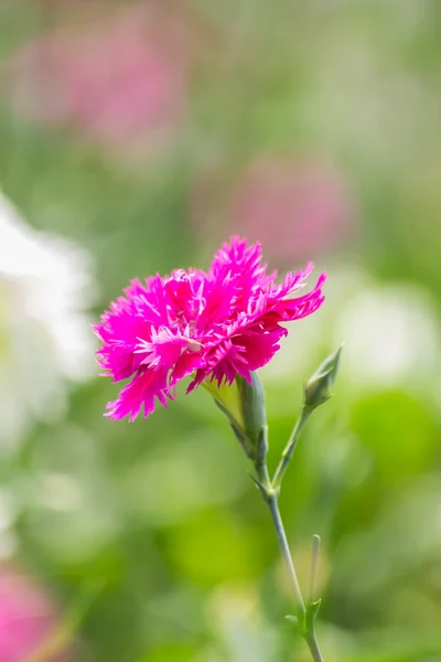 Dianthus Chinensis Flowers — Stock Photo, Image