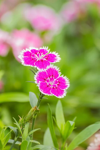 Dianthus Chinensis Flowers — Stock Photo, Image