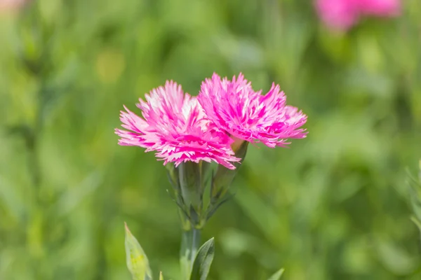 Dianthus Chinensis Flowers — Stock Photo, Image