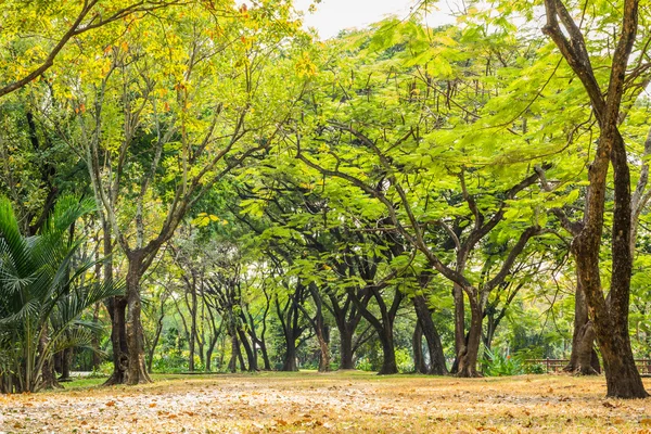 Park mit Bäumen — Stockfoto