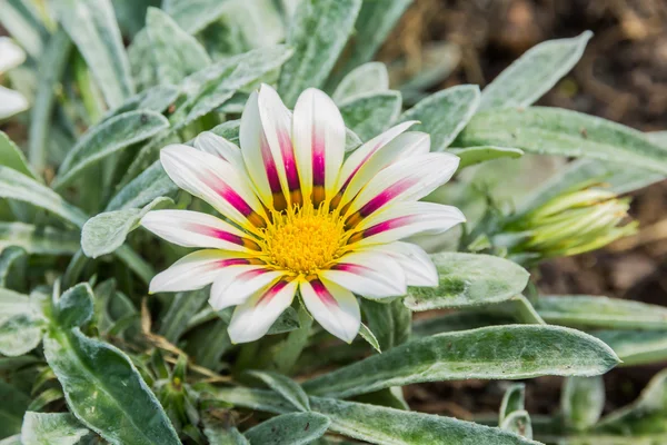 pale white and violet colored tiger gazania flower