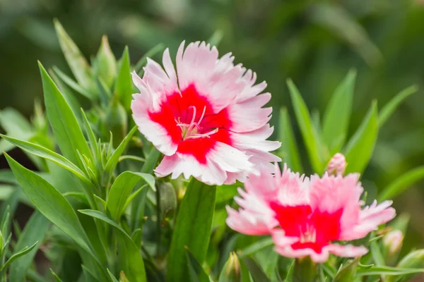 Dianthus Chinensis Flowers — Stock Photo, Image