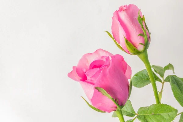 Różowe róże na białym tle — Zdjęcie stockowe