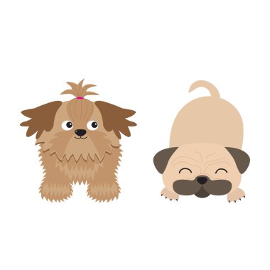 Shih Tzu ve pug mops köpekler