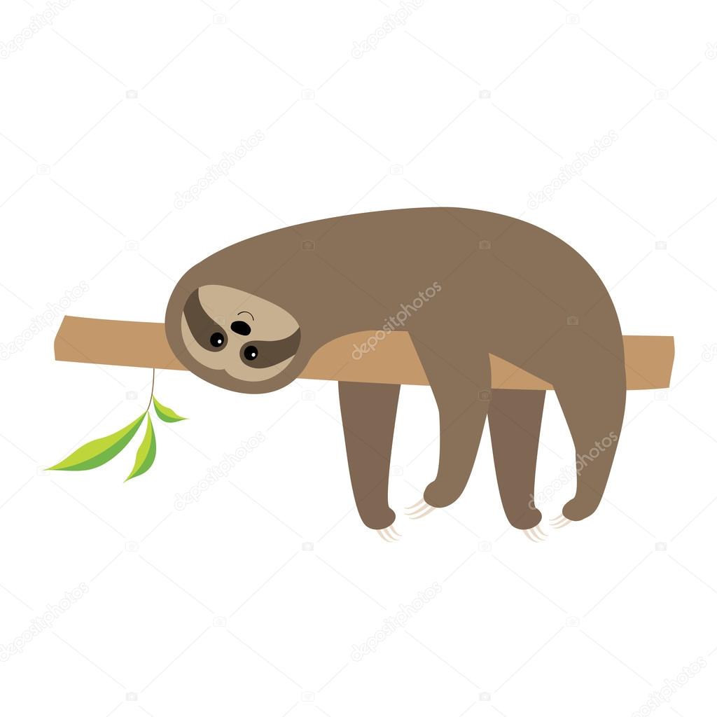 Sloth lying on tree branch