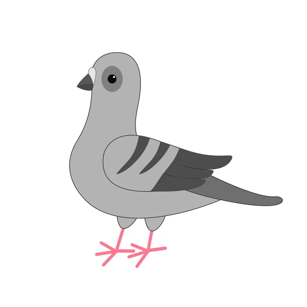 Paloma pájaro. Paloma gris — Vector de stock