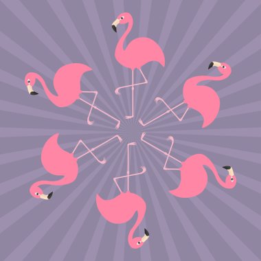 Bacakta pembe flamingolar