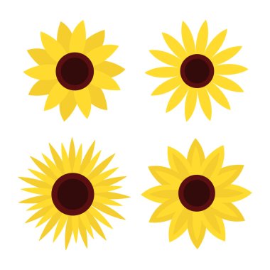 Ayçiçeği seti. Dört sarı güneş çiçeği ikonu. Güzel yuvarlak yaz bitkileri koleksiyonu. Aşk kartı sembolü. Büyüyen konsept. - Yakın çekim. Düz dizayn. İzole edilmiş. Beyaz arka plan. Vektör illüstrasyonu