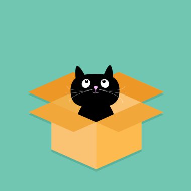 Kedi açılan karton ambalajlama kutusunun içinde.