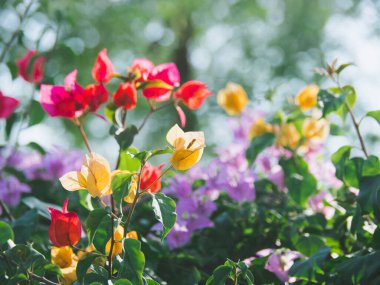 Ağacın her renginden Bougainvillea çiçekleri, çiçek arkaplanı.