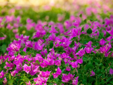 Ağaçta yeşil yapraklı, çiçekli pembe bougainvillea çiçeği..