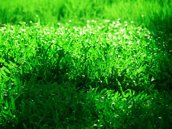 Grass Sun Light Close Tropical Grass Garden — Stock Photo, Image