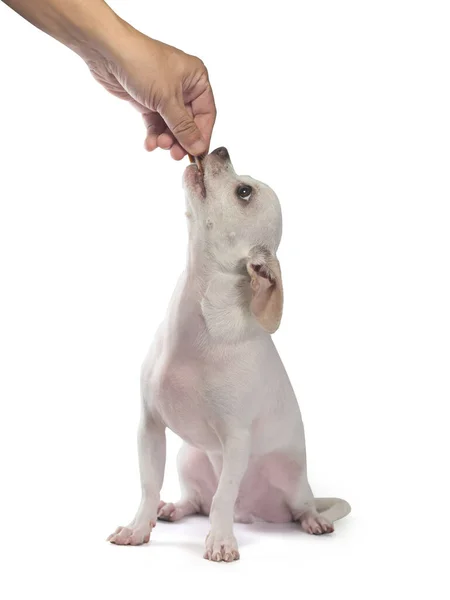 Cute Little Chihuahua Dog Sitting Look Hand Holding Snack Feed — Stock Photo, Image