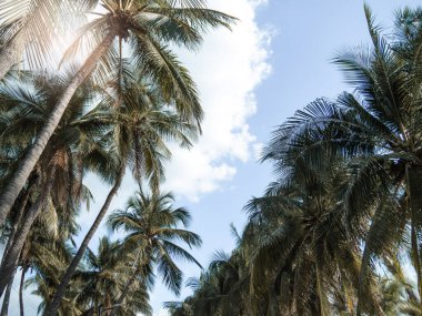 Hindistan cevizi palmiyesi gökyüzünde güneş ışığı ve bulutlu arka plan. Silüet tropikal palmiye ağacının boşluğunu kopyala