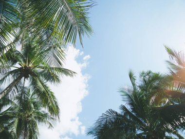 Hindistan cevizi palmiyesi gökyüzünde güneş ışığı ve bulutlu arka plan. Silüet tropikal palmiye ağacının boşluğunu kopyala