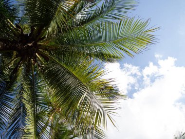 Hindistan cevizi palmiyesi gökyüzünde güneş ışığı ve bulutlu arka plan. Silüet tropikal palmiye ağacının boşluğunu kopyala