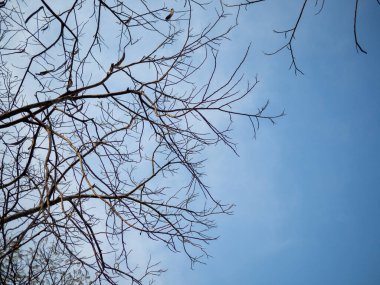 Ağaç ve yapraksız mavi gökyüzü arkaplanı, çıplak ağaç dalları gökyüzüne karşı siluet, grafik yaratıcı tasarım için soyut duvar kağıdı