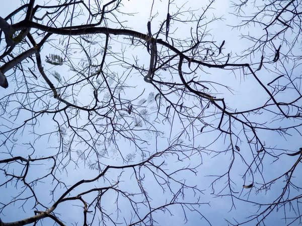 Branch tree and leafless on blue sky background, Bare tree branch silhouette against sky, abstract wallpaper for graphic creative design