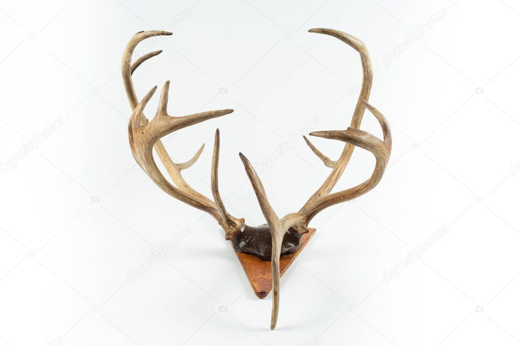 An angled view of a whitetail deer antler isolated on white