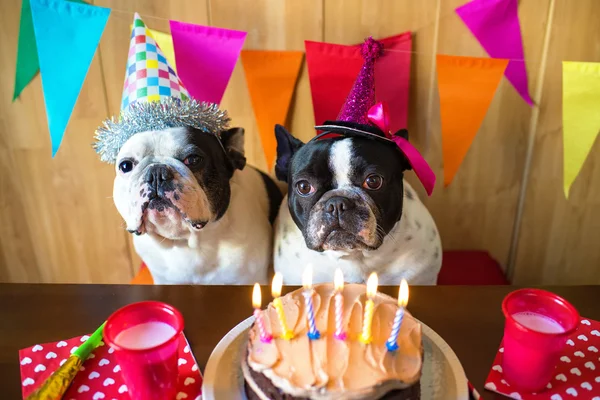 Aantal honden op verjaardagsfeestje — Stockfoto