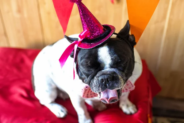 Hund für Party angezogen — Stockfoto