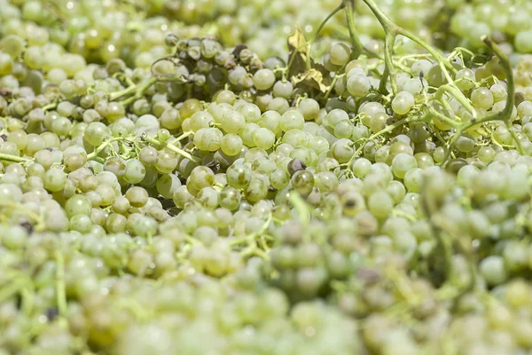 Hvide druer til fremstilling af vin - Stock-foto