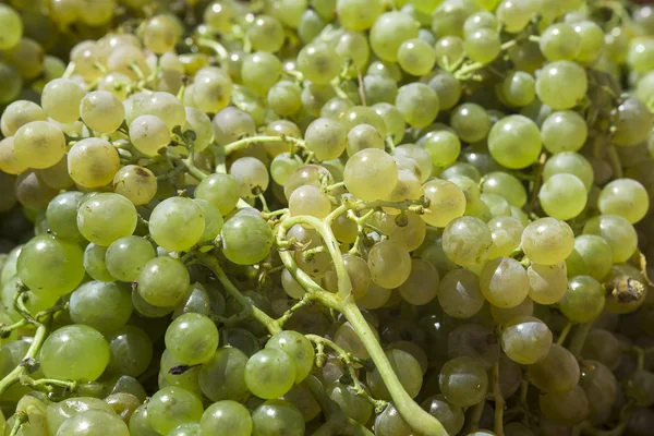 Hvide druer til fremstilling af vin - Stock-foto