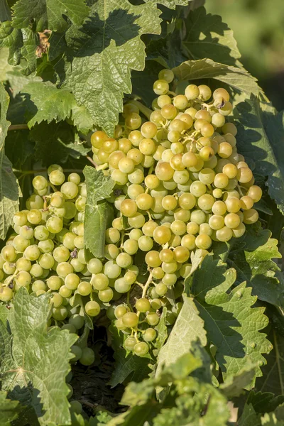 Uvas en viñedo — Foto de Stock