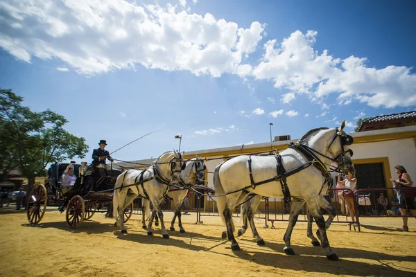 People mounted on a carriage horse. — Stock Photo, Image