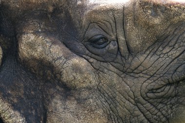 Göz Rhino ön planda