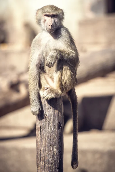 Macaque Monkey Sitting — Stock Photo, Image