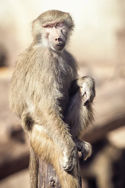 Macaque Monkey Sitting — Stock Photo, Image