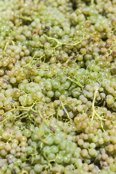 Uvas blancas para vino, recién cosechadas del viñedo . — Foto de Stock