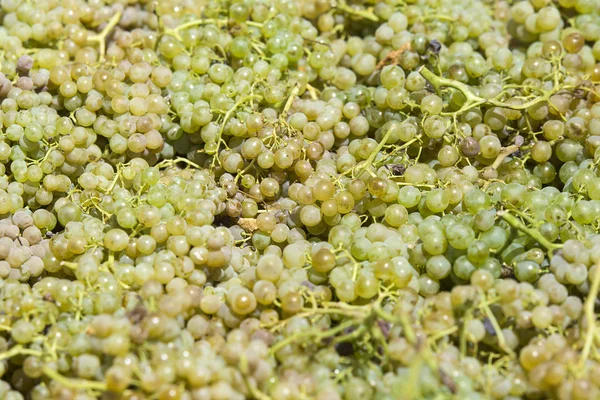 Uvas blancas para vino, recién cosechadas del viñedo — Foto de Stock