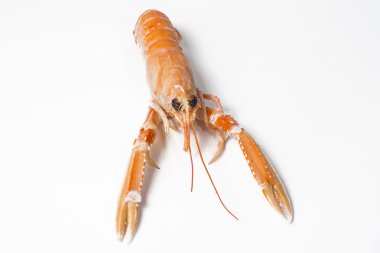Beyaz arkaplanda kerevit