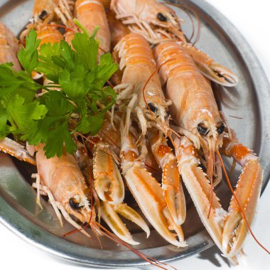 Norveç ıstakoz beyaz arka plan üzerinde