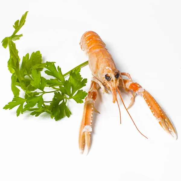 Crayfish pada latar belakang putih — Stok Foto