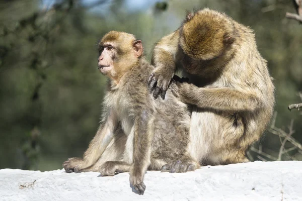 Barbary macaque — Stock Photo, Image