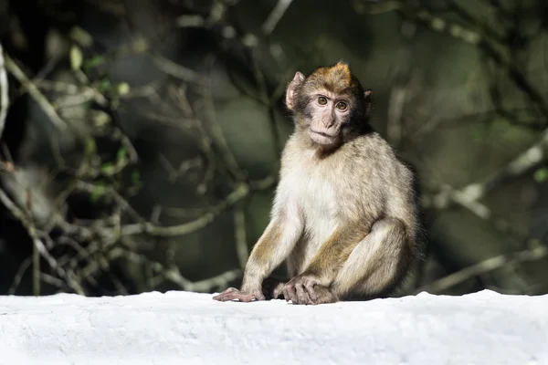 Barbary macaque — Stock Photo, Image