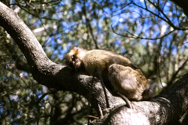 Barbary macaque asleep — Stok fotoğraf