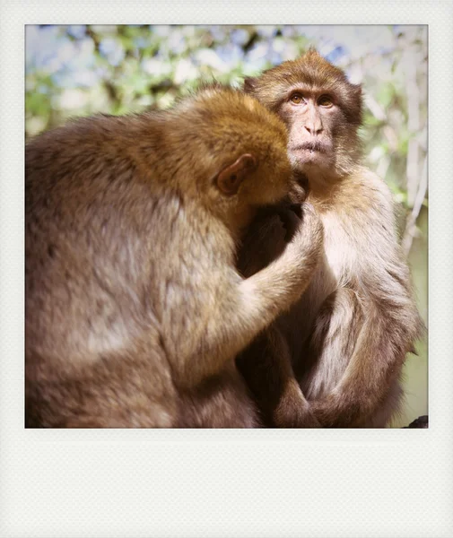 Instant photo of Barbary macaque — Stock Photo, Image